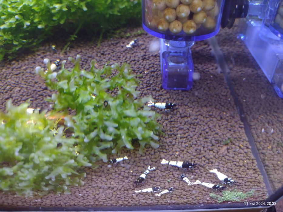 Krewetki Cardina Pinto Black