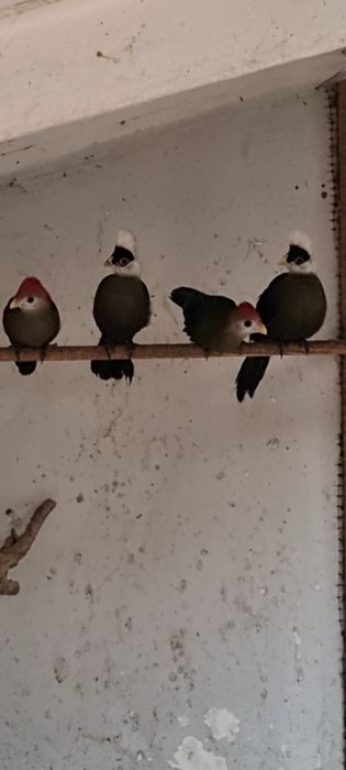 Turacos crista vermelha