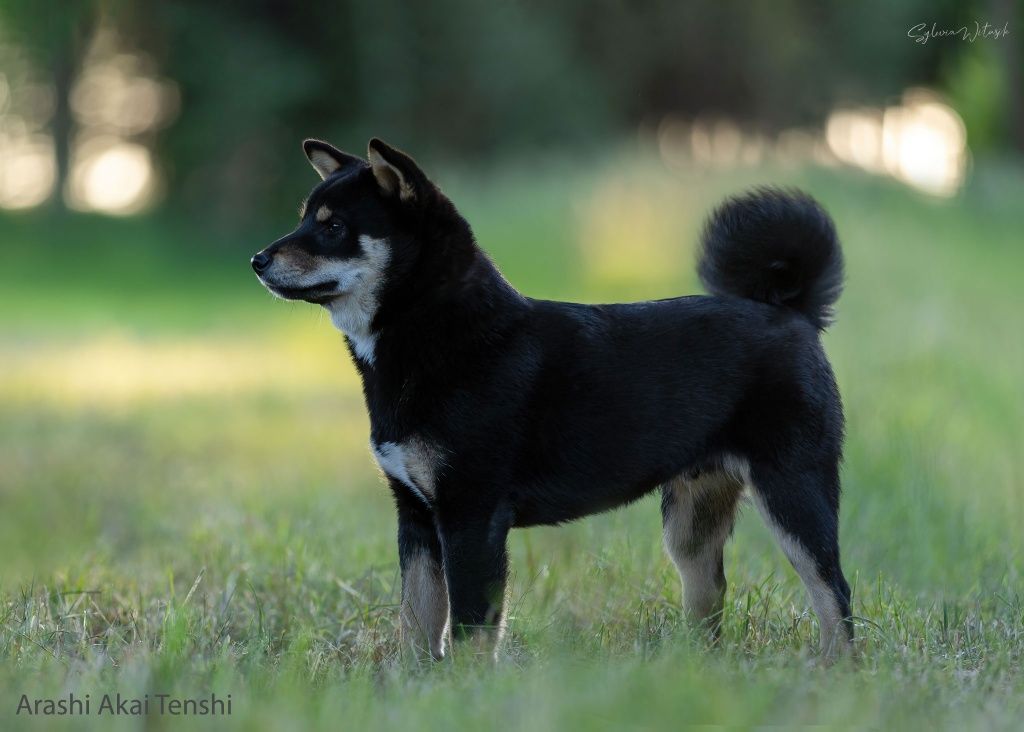 Shiba Inu czarny podpalany śliczny chłopiec