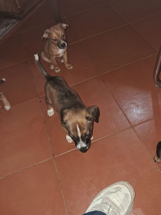 cães para adoção !