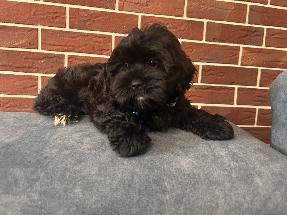 Shihpoo hybryda  shih tzu i pudel toy piesek