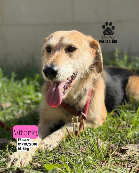 Cadela para adoção ( Vitória )