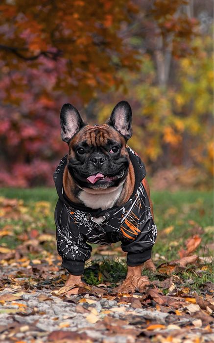 Вязка Французский бульдог