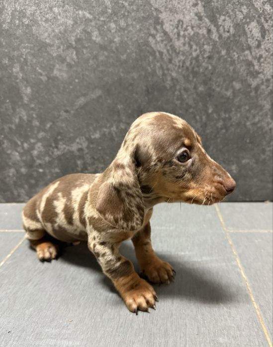 Teckel choco Arlequim