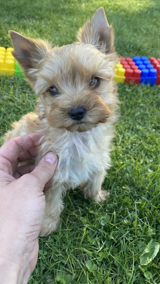 Golddust Yorkshire Terrier