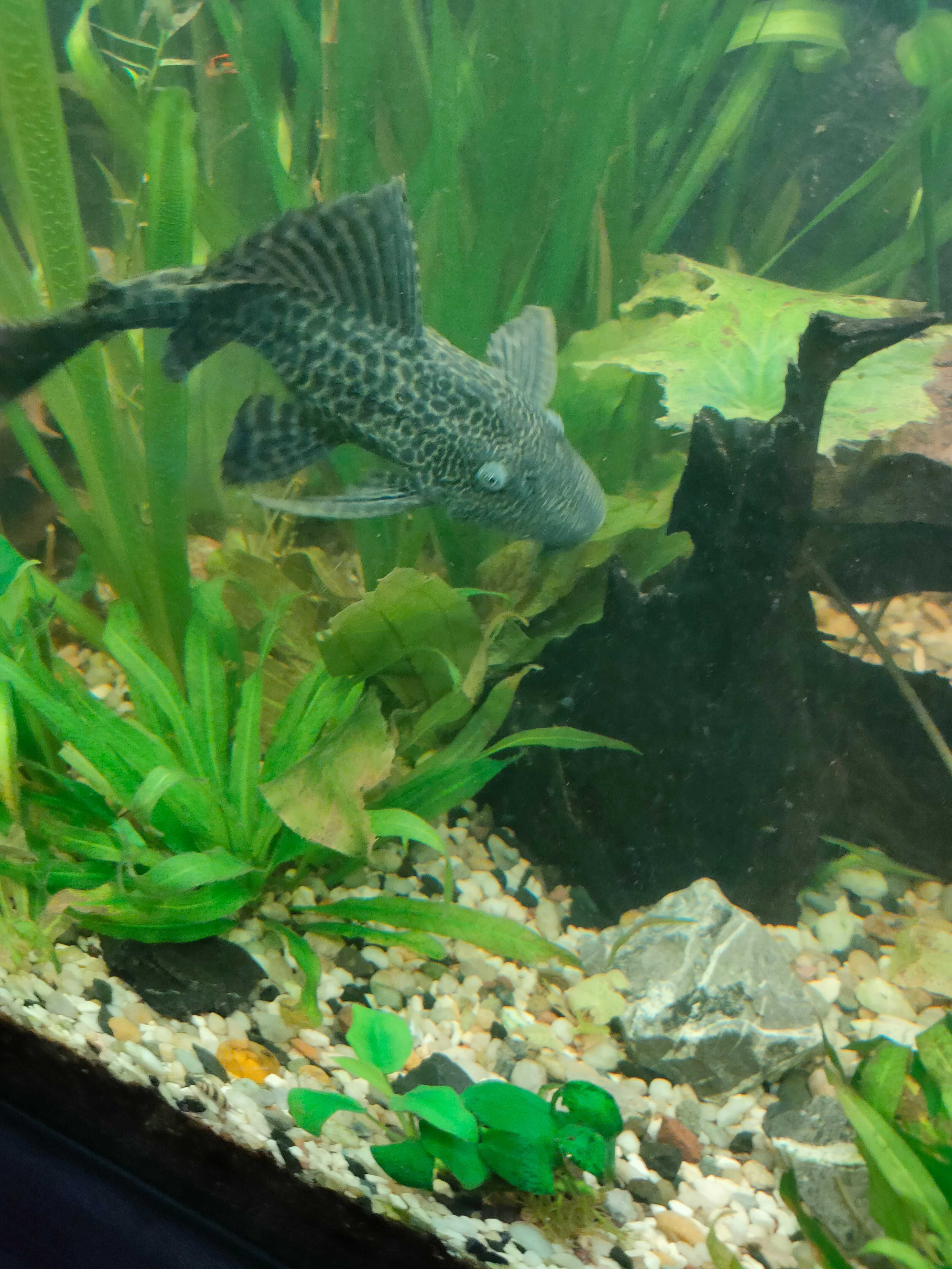 Zbrojnik plecostomus dorosła samica ok 16 cm