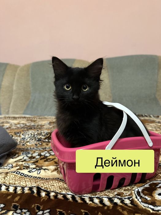 Бетмен та Деймон шукают родину