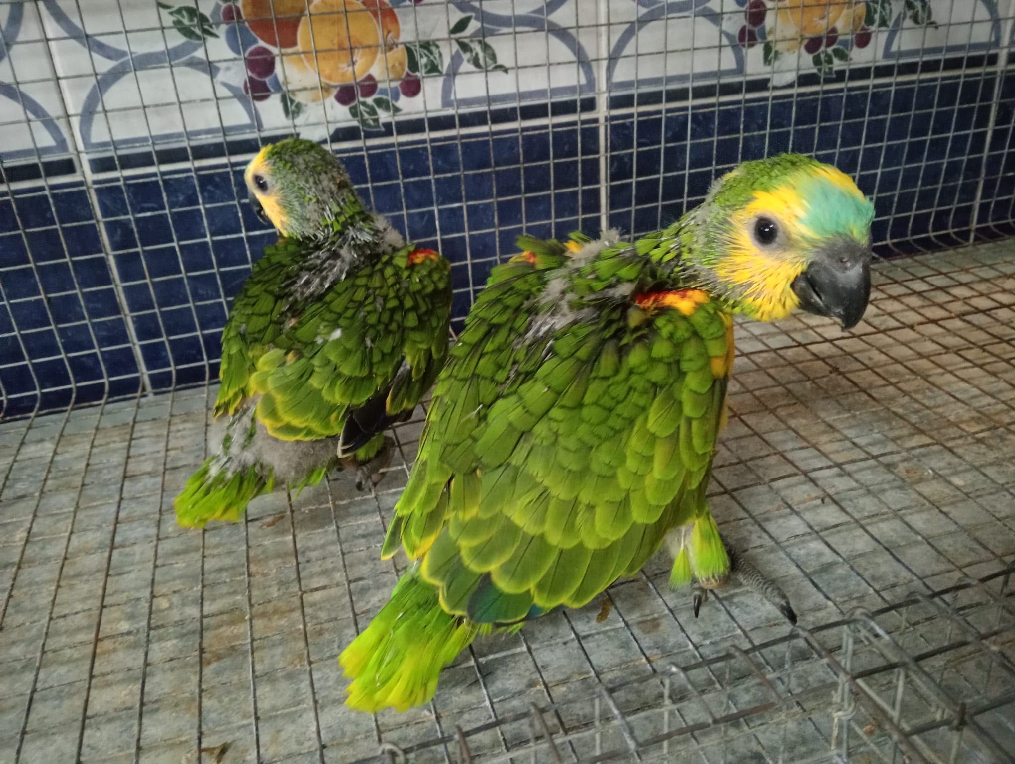 Papagaios astivas xanthopteryx super mansinhos
