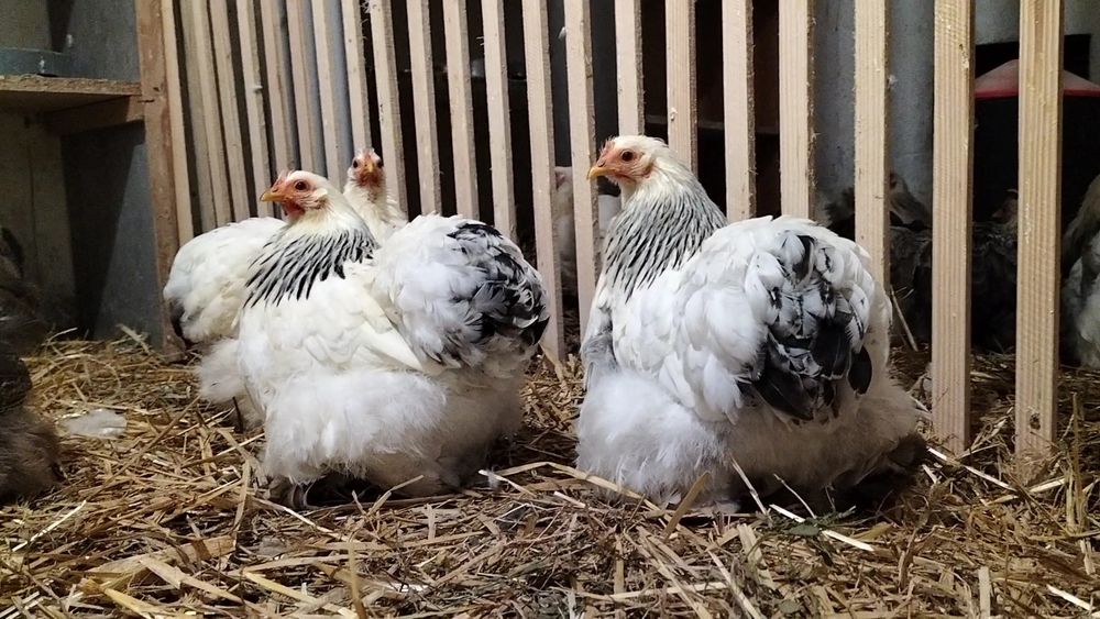 Kochin karzełek, miniaturowy