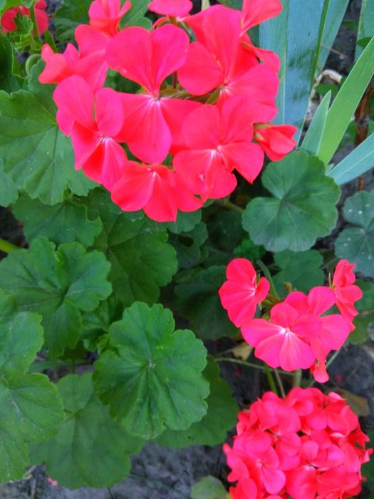 Кімнатна рослина герань, продаж.