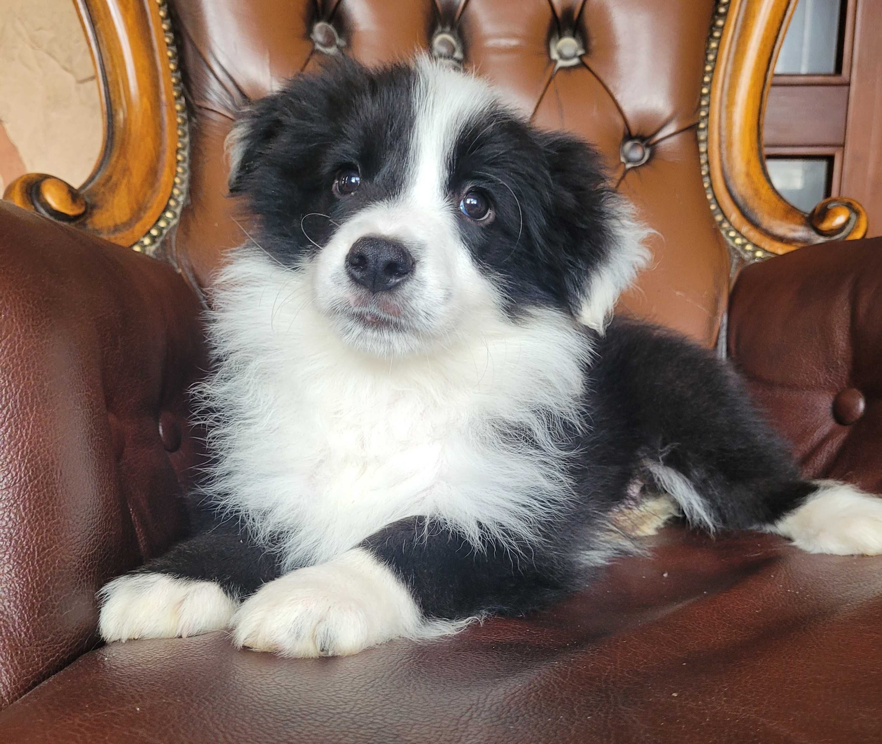 Border collie z metryka Fci.Okazja!