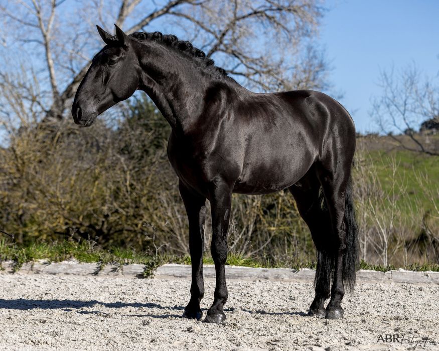 COBRIÇÕES disponíveis PSL 70 pts