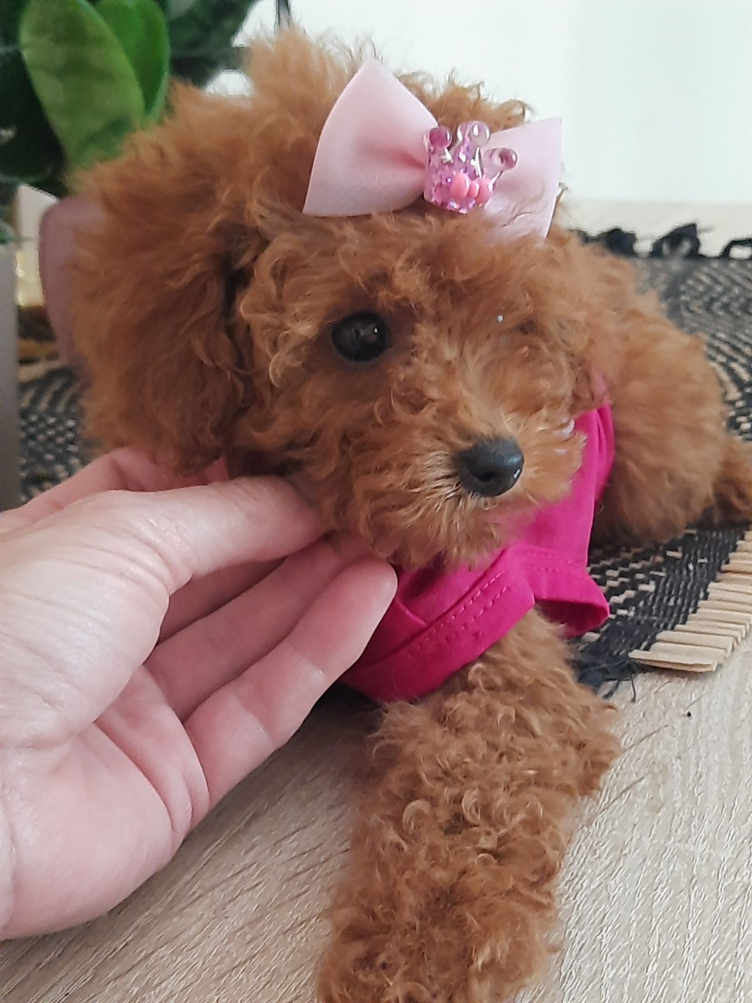 Pudel Toy suczka Majeczka