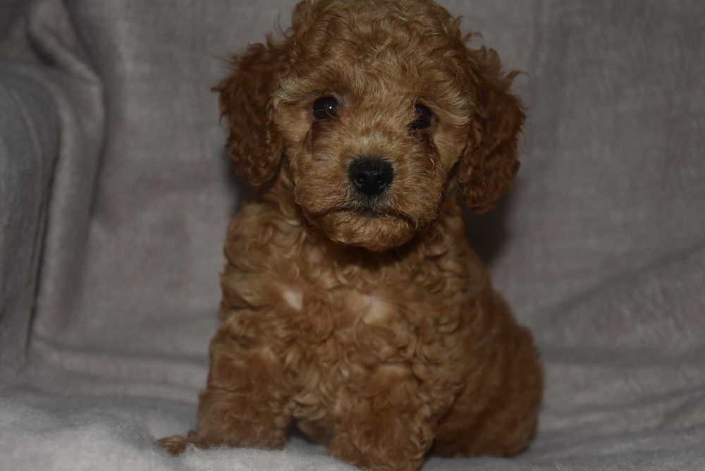 maltipoo śliczny szczeniaczek