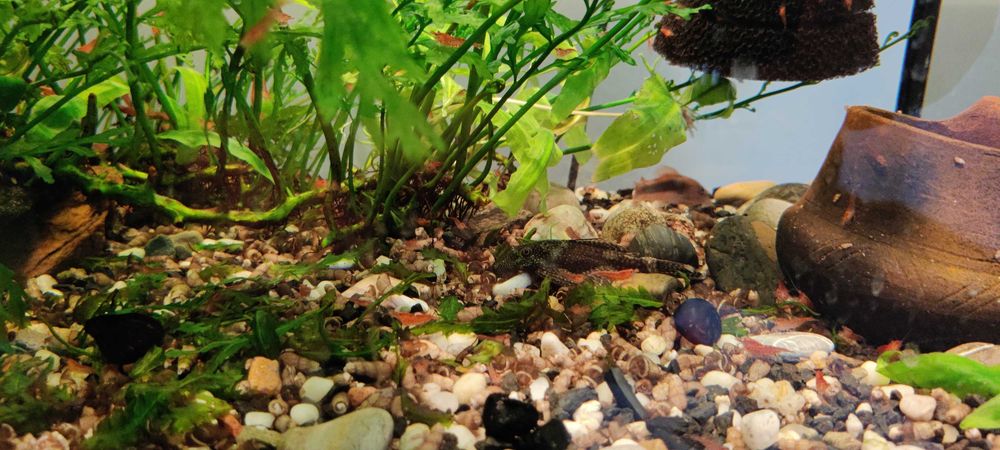 Akwarium proste 112l z wyposażeniem/rośliny/rybki/krewetki/