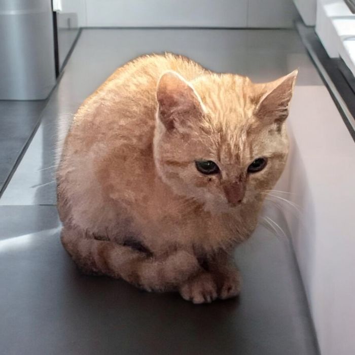 Віддам кошеня в добрі руки