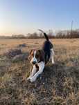 Oddam niespełna rocznego beagle