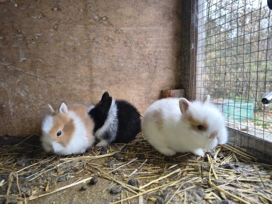 Króliki miniaturki