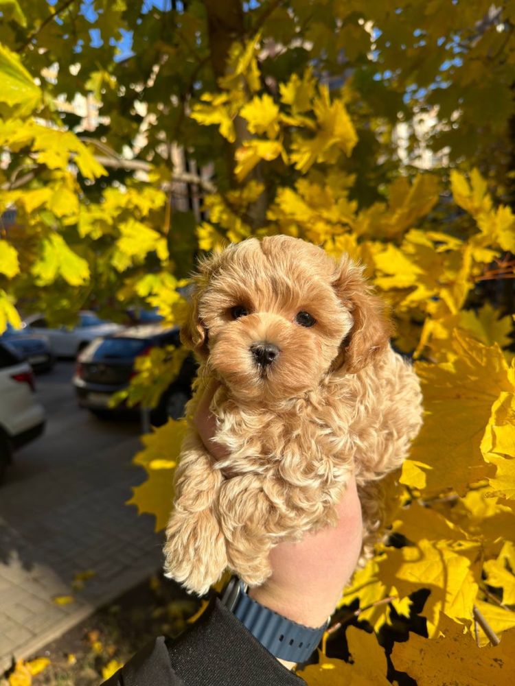 Мальтипу міні хлопчик)