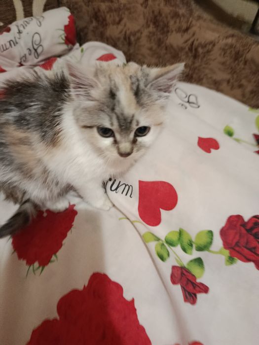 Віддам кішку у гарні руки порода обична місто прилуки