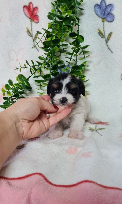 Yorkshire Beiwer mini de qualidade