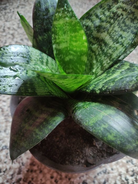 Сансевиерия (тёщин язык)