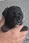 Yorkipoo yorkiedoodle