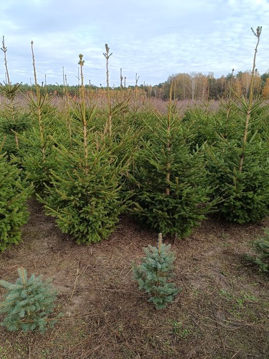 Choinki z własnej plantacji