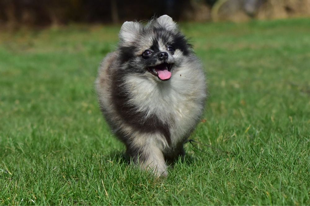 Pomeranian szpic miniaturowy śliczny merle mikro piesek