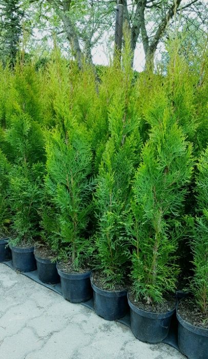 Tuja SZMARAGD Smaragd 80cm  Donica Ukorzenione