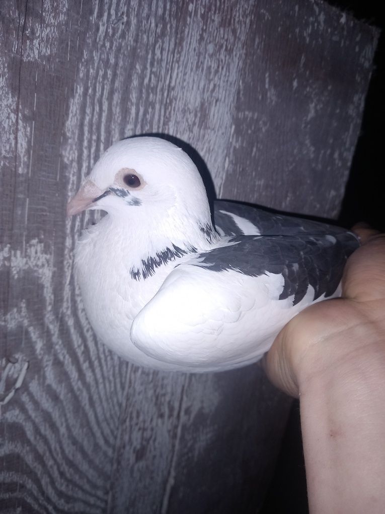 Sprzedam gołębie