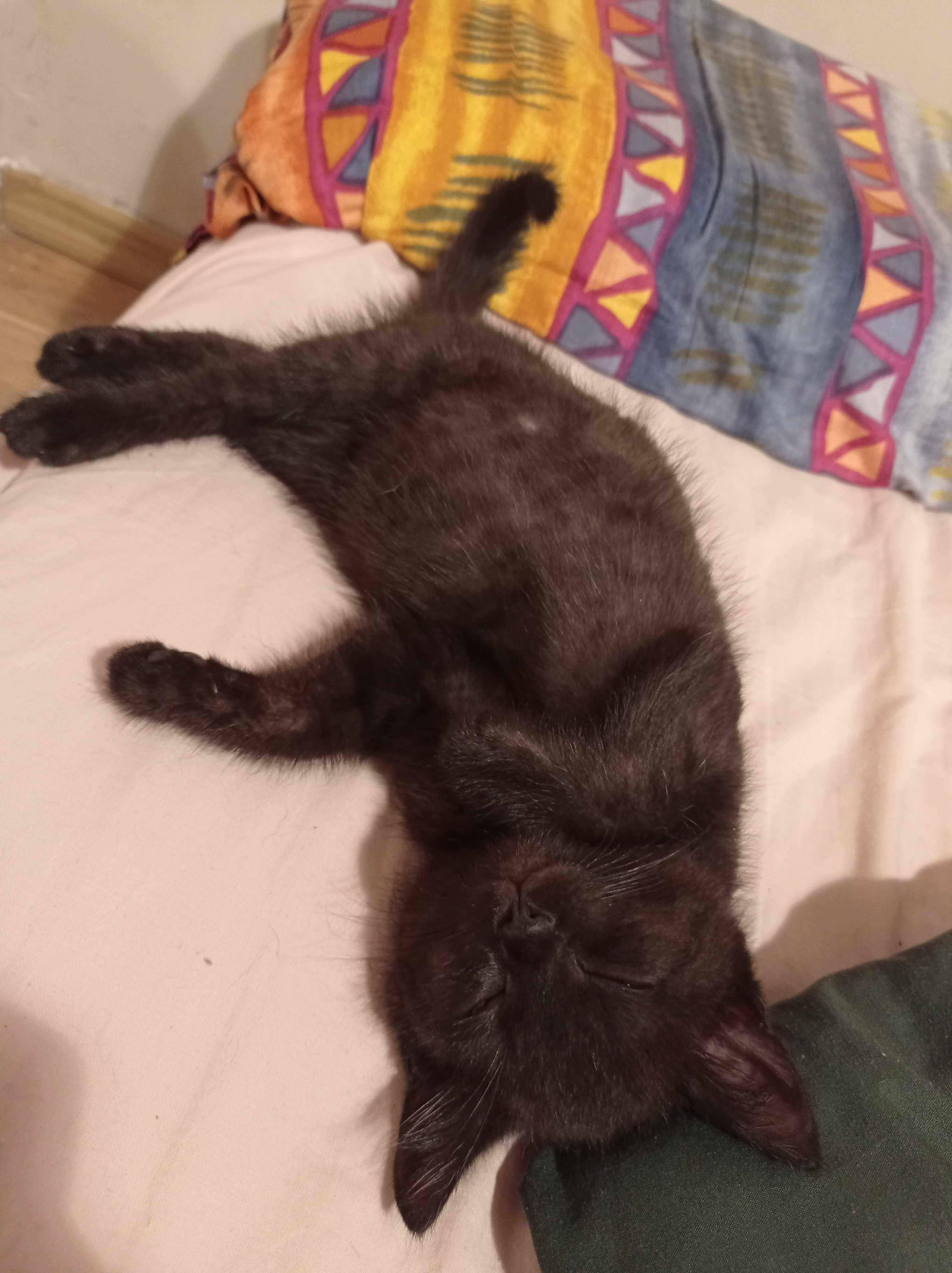 Koty do adopcji -czarne kociaki nie przynoszą pecha :)