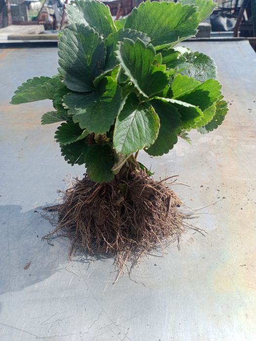 Sadzonki truskawek pęczek kopalne