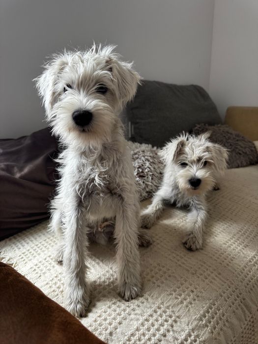 sznaucer miniaturowy miniaturka biały samiec sunia