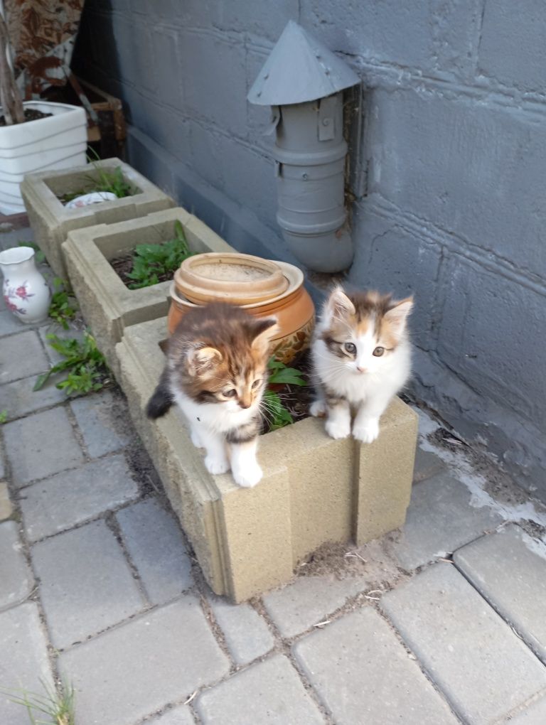 Котік и кошечка,трехцветки,ищут своих хозяев.