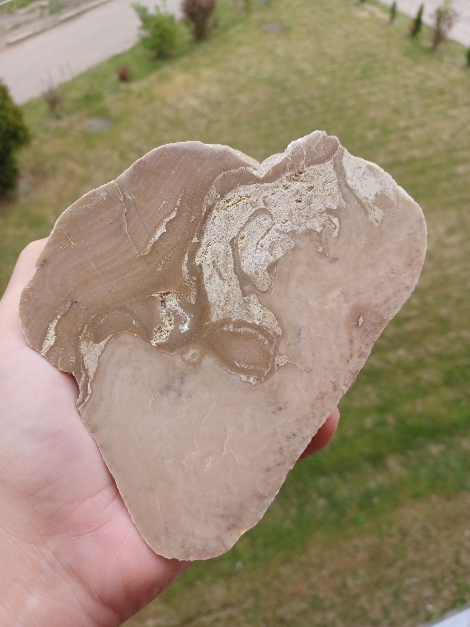 Skamieniałości skały minerały stromatoporoid (gąbka) z koralowcem