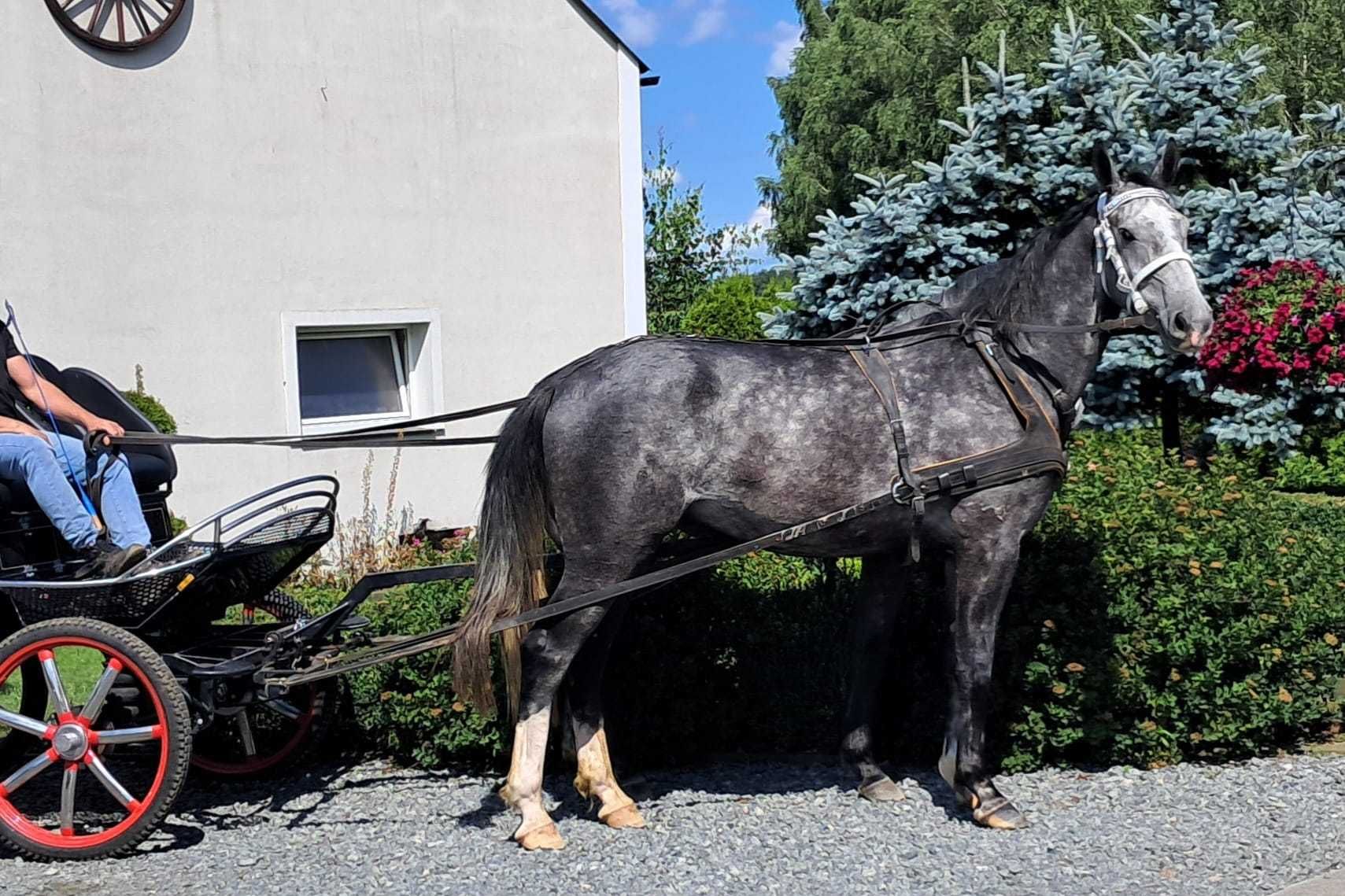 Wałach Polski koń sportowy 4.5 roku. Zaprzęg, siodło. 175cm