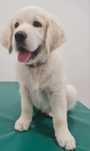 ATOM Golden Retriever FCI Przyjaciel od zaraz