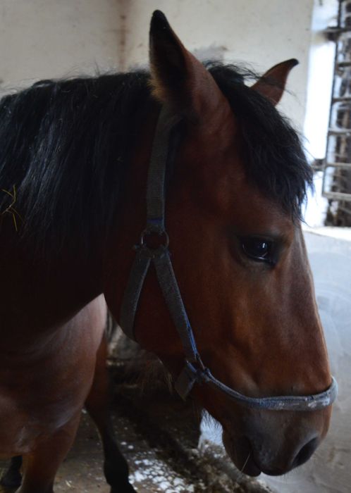 Tanie 2 konie zimnokrwiste