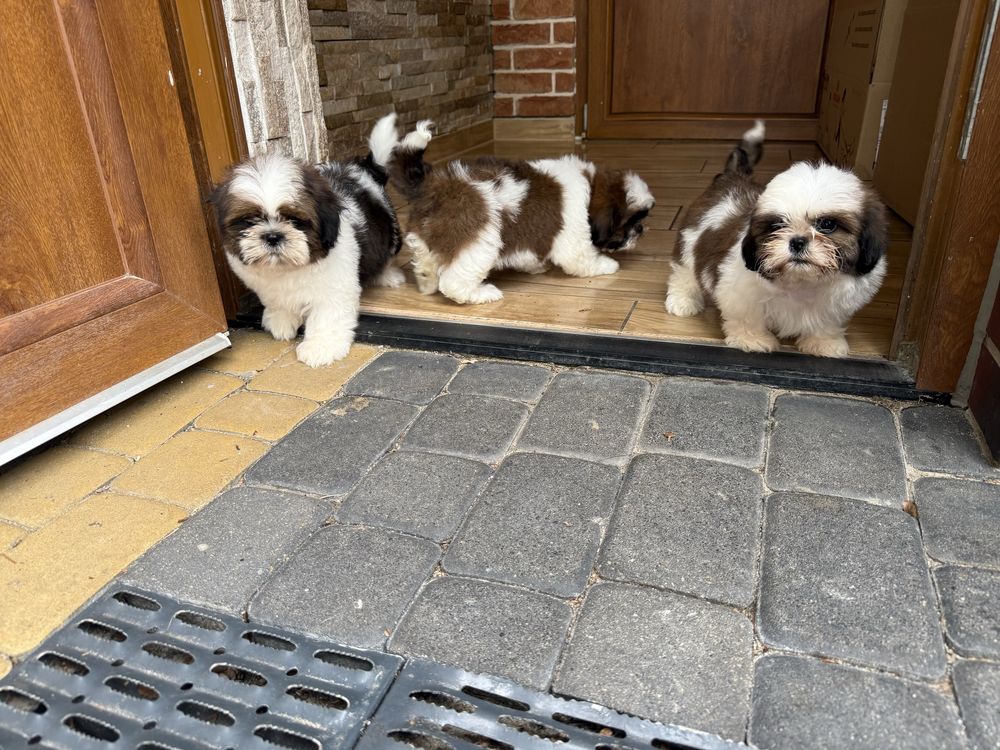 Shih-tzu szczeniak z rodowodem