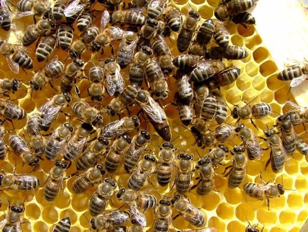 Відводки бджіл, бджоло пакети Карпатка