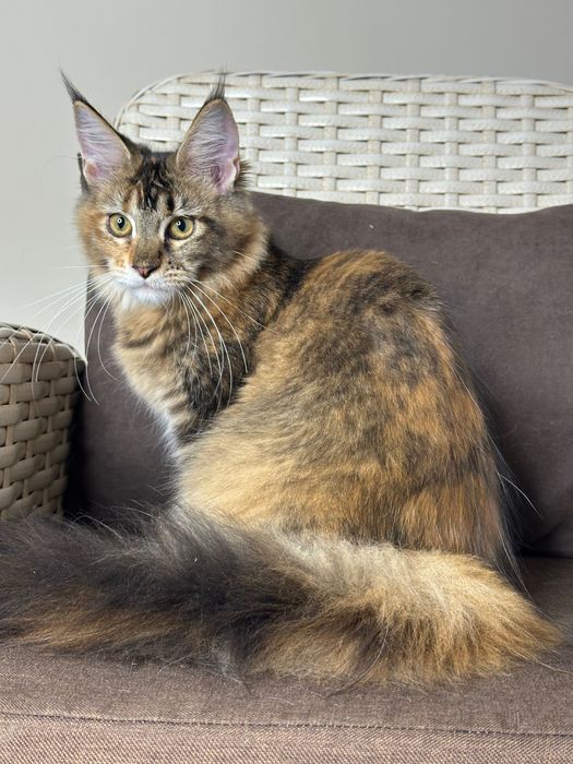 Charlotte-kotka Maine Coon
