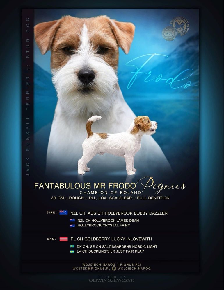 Jack russell terrier  ZKwP - piesek