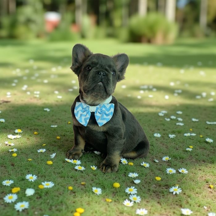 Мальчишка голубой флаффи