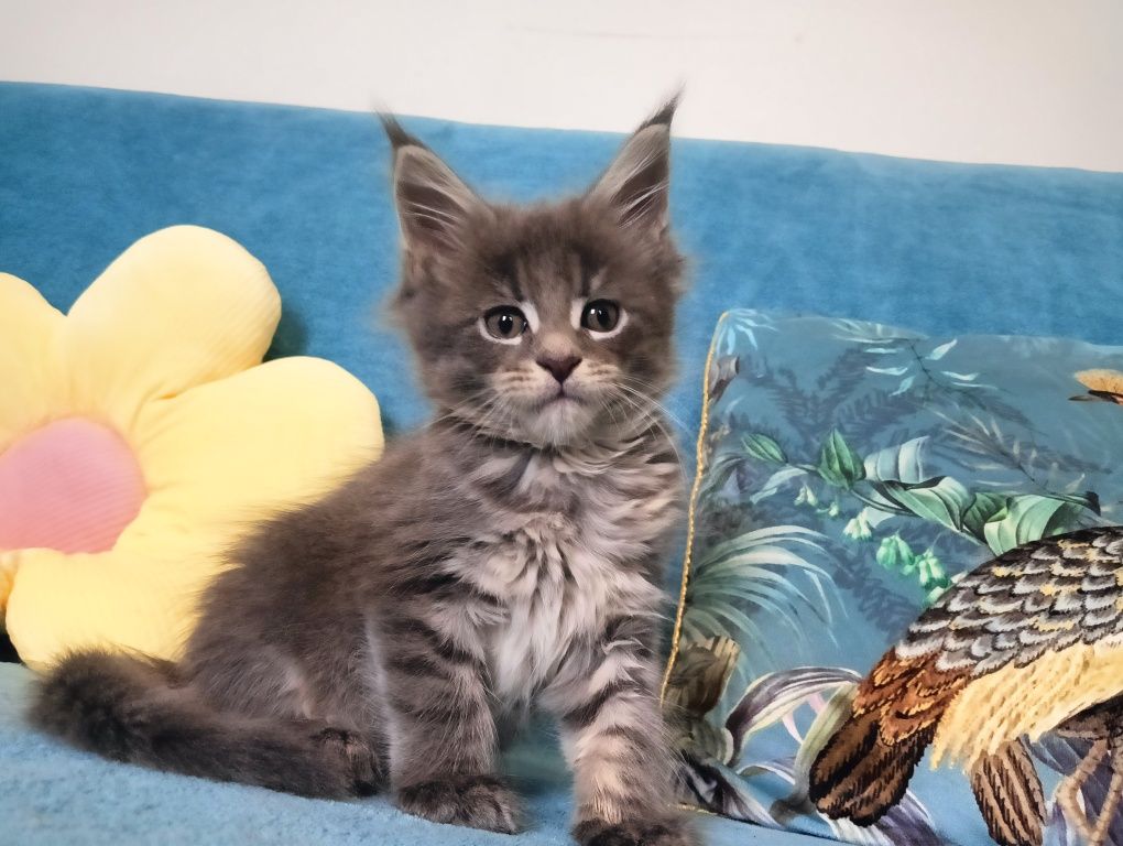 Maine coon masywna niebieska pręgowana koteczka z rodowodem FPL