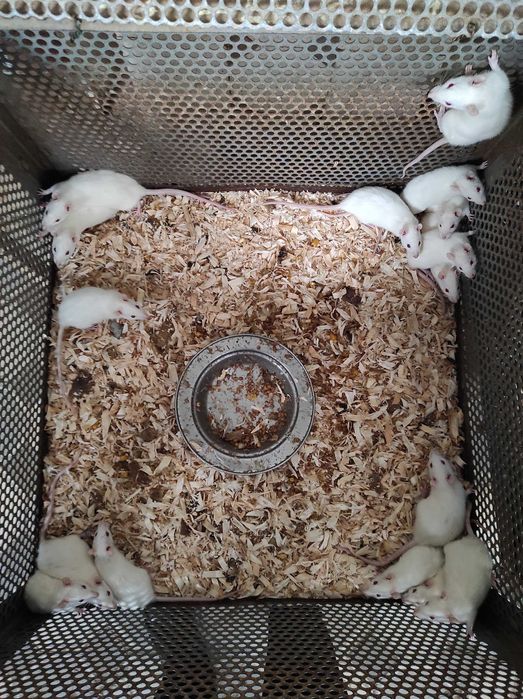 Продаж щурів,мишей