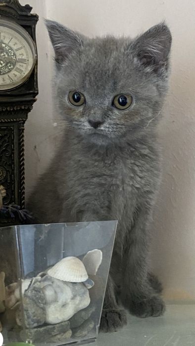Чудове короткошерсте британське кошеня-хлопчик.