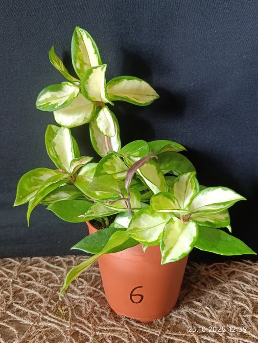 Hоya Carnosa Tricolour