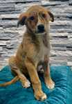 Cachorro para adoção RESPONSÁVEL