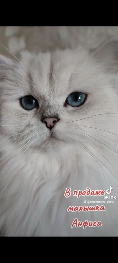 Котенок девочка. Серебристая шиншилла. Котята британцы.